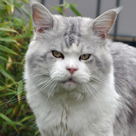 25+ Maine Coon Der Verschmuste Charakter Der Wildkatze