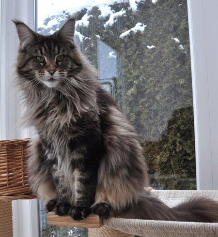 maine_coon_diamond