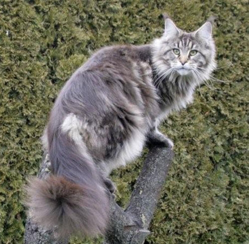 maine_coon_diamond