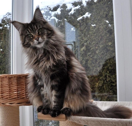 maine_coon_diamond