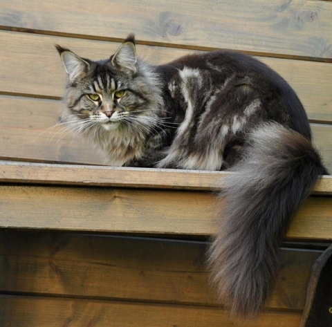 maine_coon_diamond