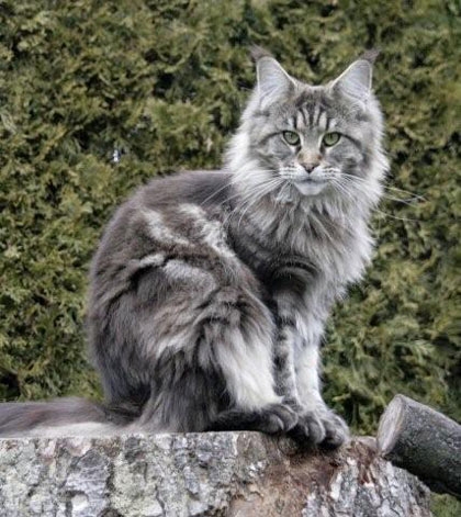 maine_coon_diamond