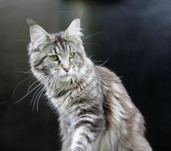 maine_coon_diamond