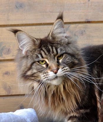 maine_coon_diamond