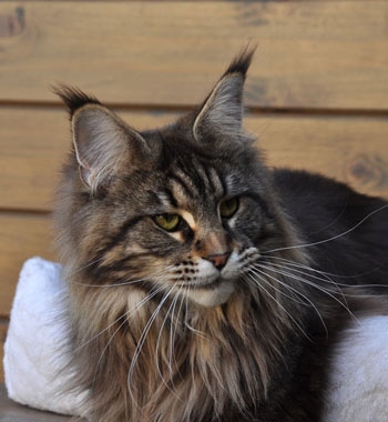 maine_coon_diamond