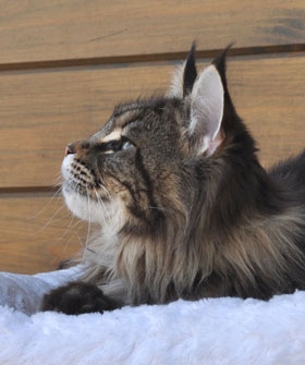 maine_coon_diamond