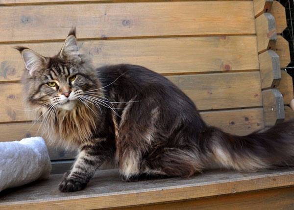 maine_coon_diamond