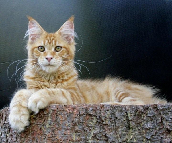 maine_coon_remember