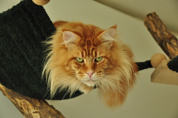 maine_coon_remember