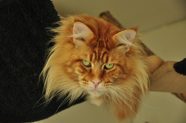 maine_coon_remember