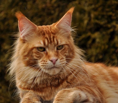 maine_coon_remember