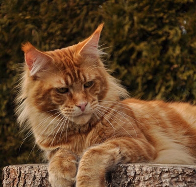 maine_coon_remember