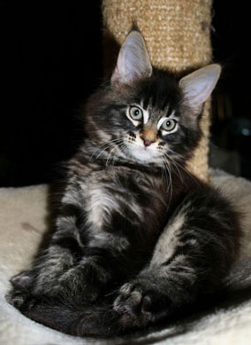 maine_coon_edda