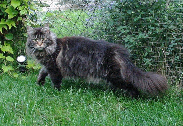 maine_coon_edda