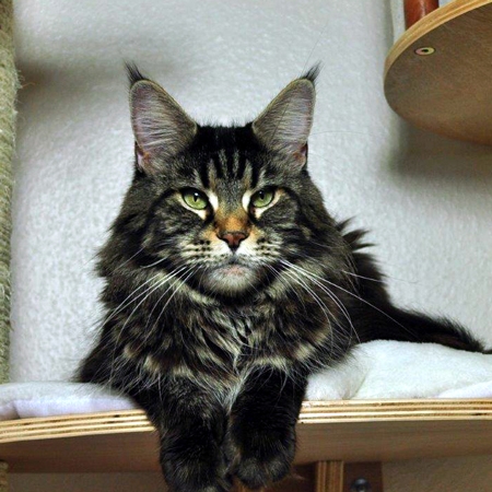 maine_coon_edda