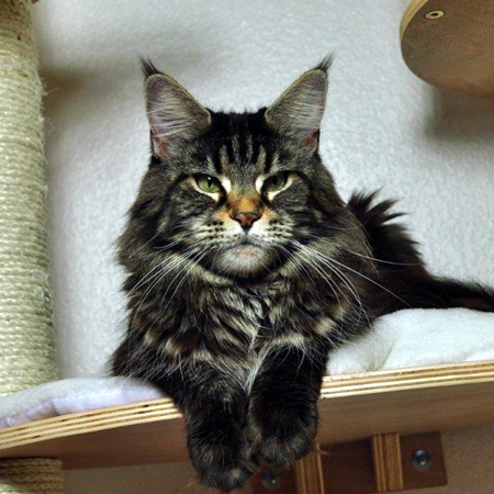 maine_coon_edda