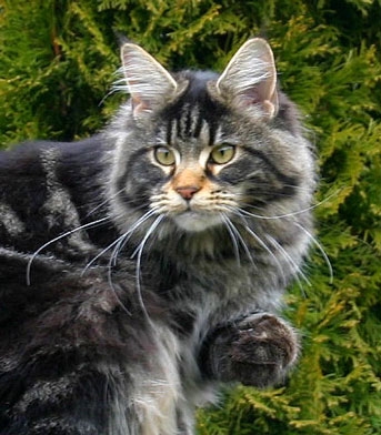 maine_coon_edda