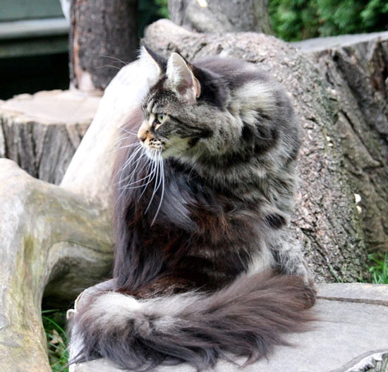 maine_coon_edda