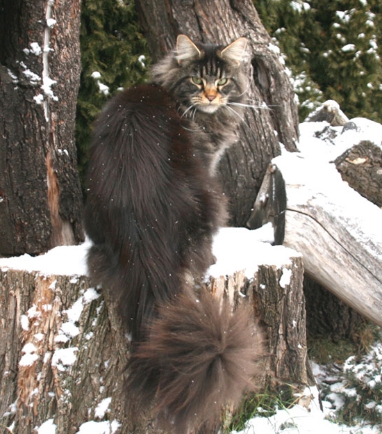 maine_coon_edda