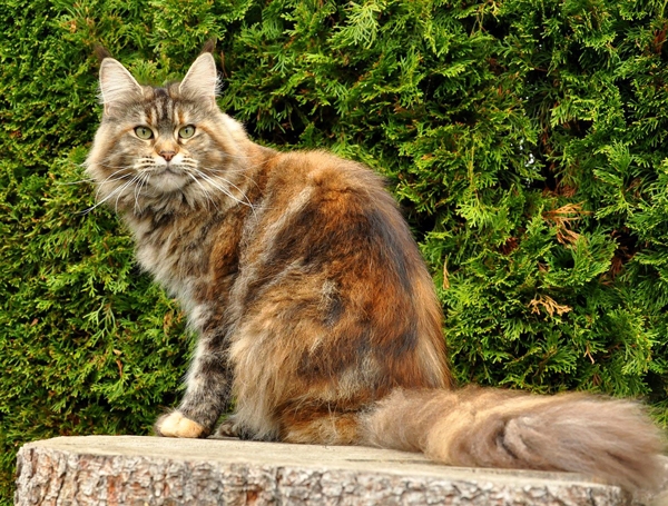 maine_coon_emely