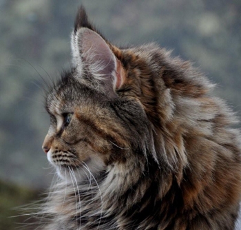 maine_coon_emely