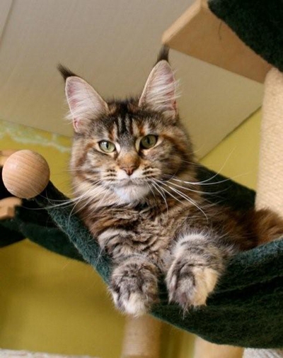 maine_coon_emely