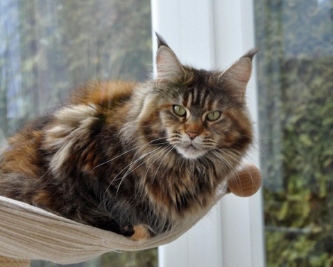 maine_coon_emely