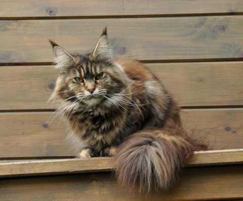 maine_coon_emely