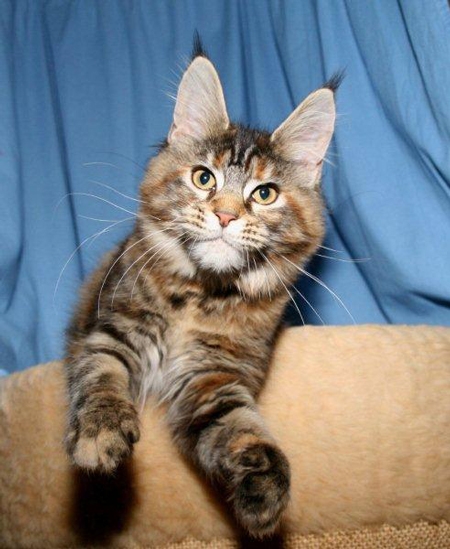 maine_coon_emely