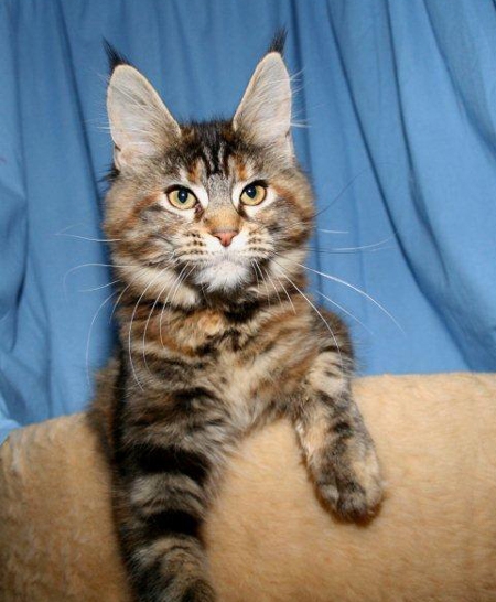 maine_coon_emely