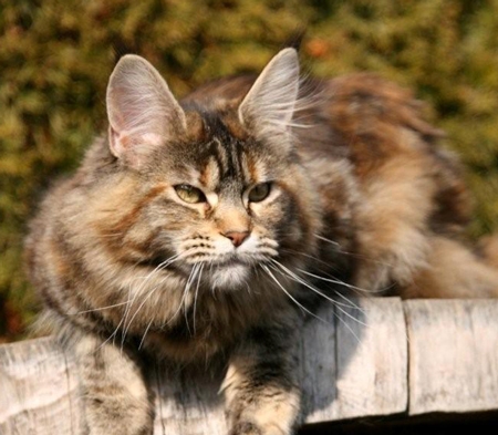 maine_coon_emely