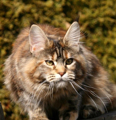 maine_coon_emely