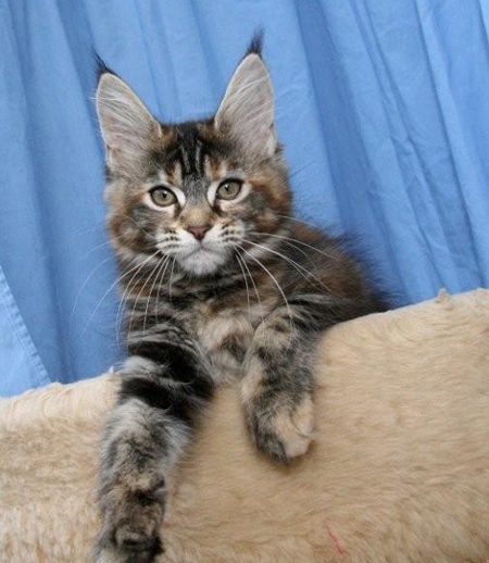 maine_coon_emely