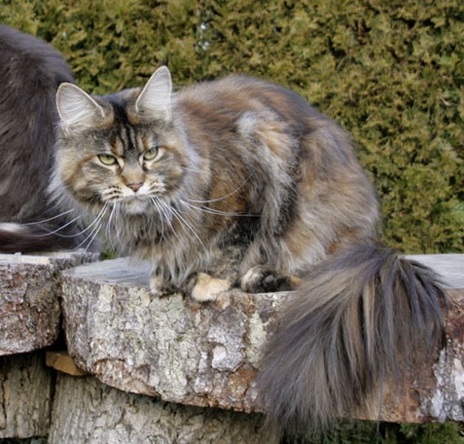 maine_coon_emely