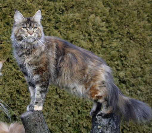 maine_coon_emely