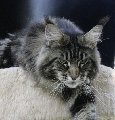 maine_coon_enzo