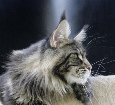 maine_coon_enzo