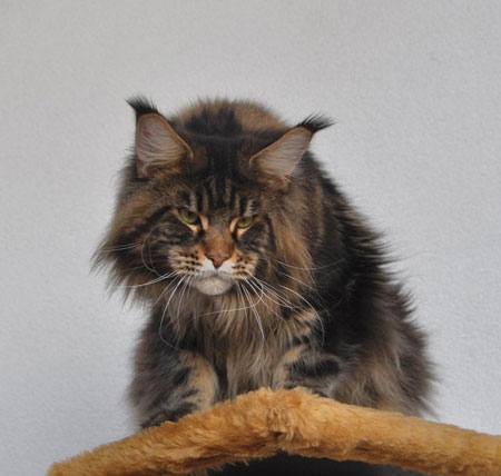 maine_coon_enzo