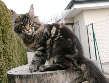 maine_coon_enzo