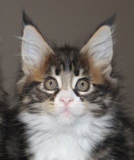 maine_coon_esprit