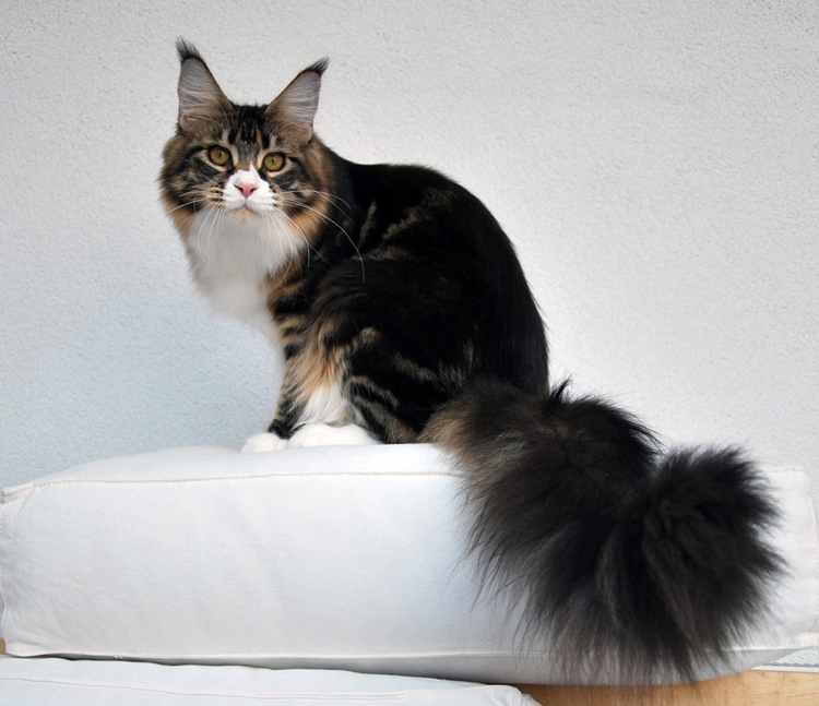 maine_coon_esprit