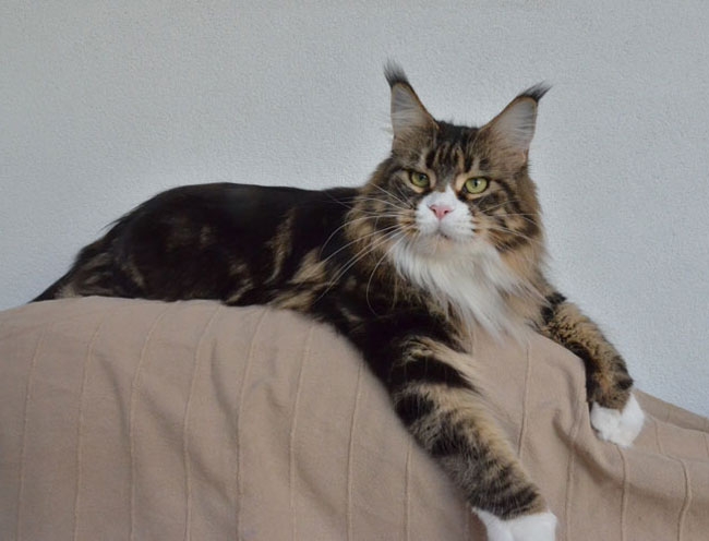 maine_coon_esprit