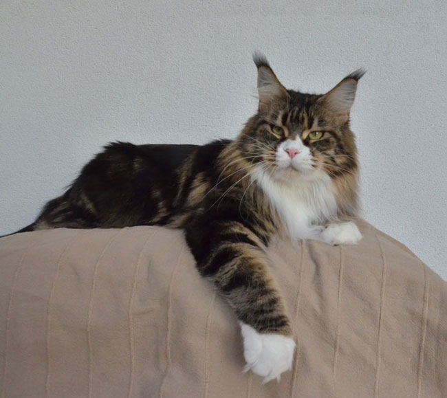 maine_coon_esprit