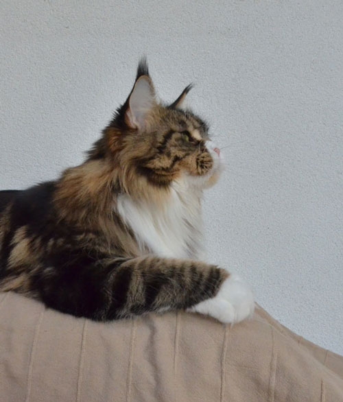 maine_coon_esprit