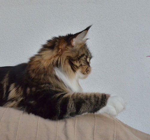 maine_coon_esprit