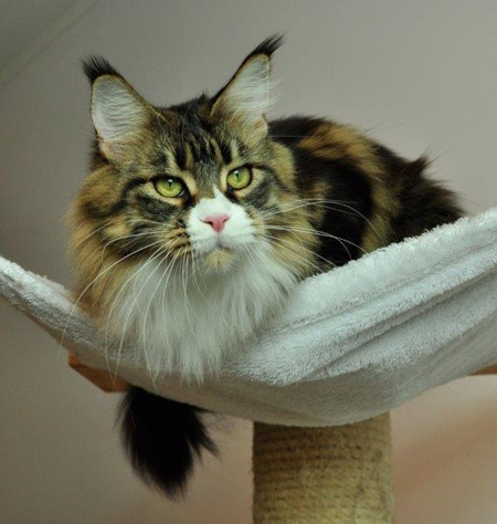 maine_coon_esprit