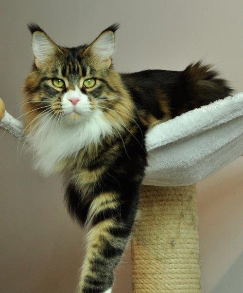 maine_coon_esprit