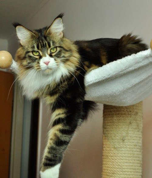 maine_coon_esprit