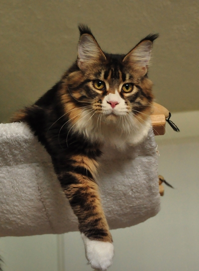 maine_coon_esprit