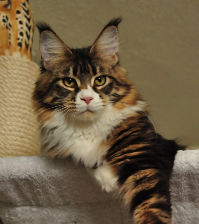 maine_coon_esprit